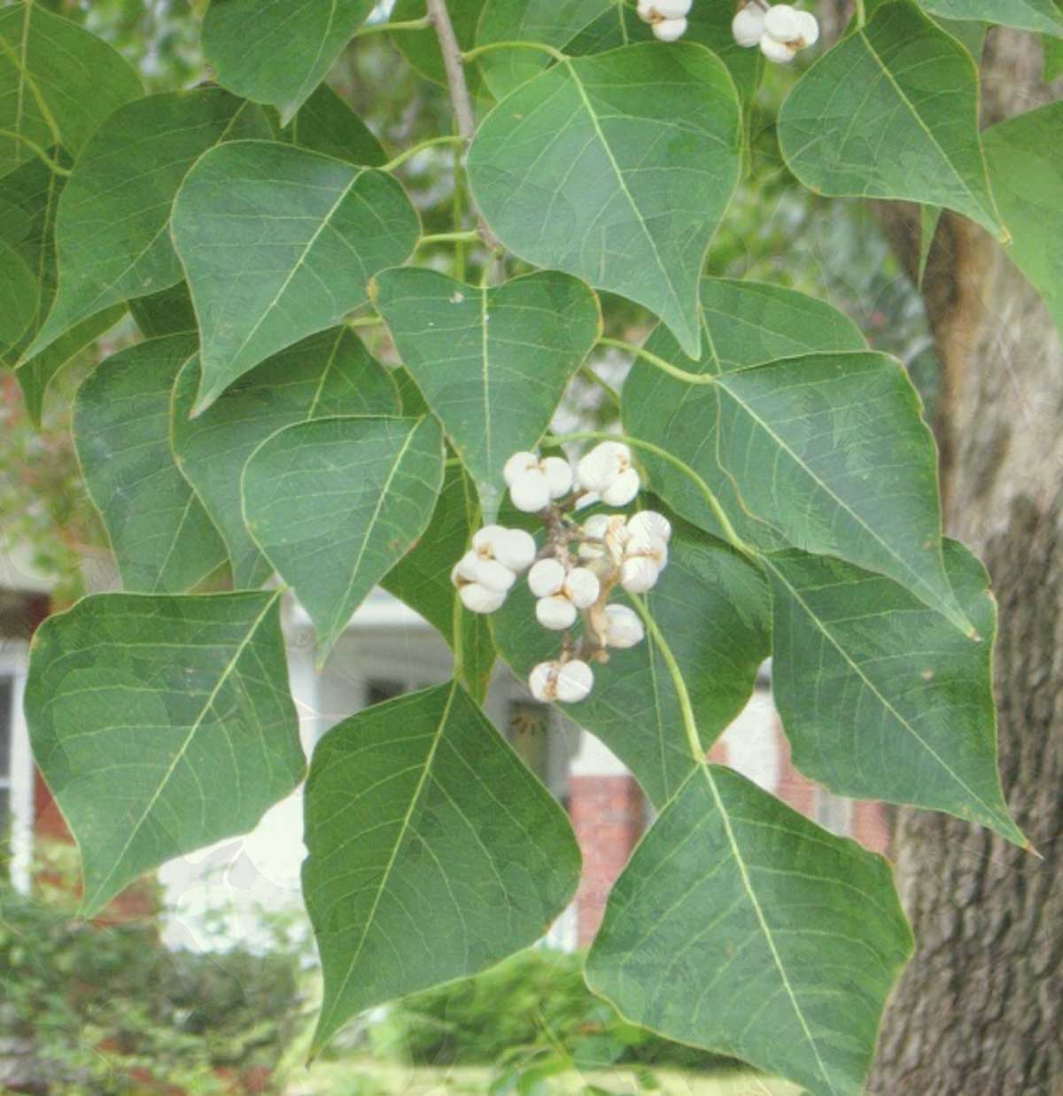 Tree foliage